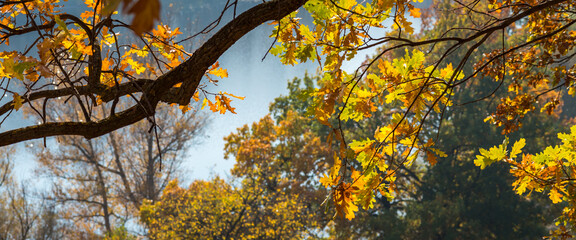 Beautiful autumn oak branches with leaves. autumn forest