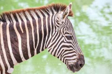 Fototapeta na wymiar close up a zebra standing in the yard