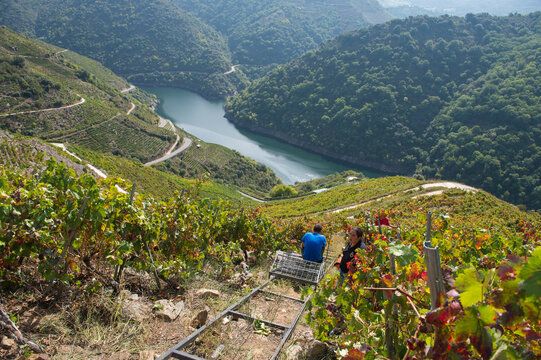 Harvest Elevator, heroic viticulture in the Ribeira Sacra, Galicia, Lugo, Orense, Spain