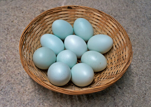 Ten Blue Chicken Eggs On Straw Basket