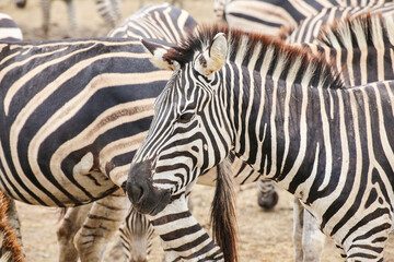 Obraz na płótnie Canvas close up a zebra standing in the yard