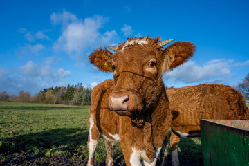 A closeup picture of a brown cow looking at the camera. Picture from Vomb, Scania county, Sweden