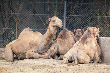 Camel several sleeping together on the floor