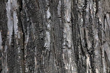 The bark texture of the old Sophora tree