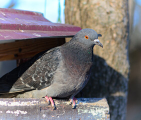 One pigeon sitting in a makeshift feeder, close-up, portrait. City bird.