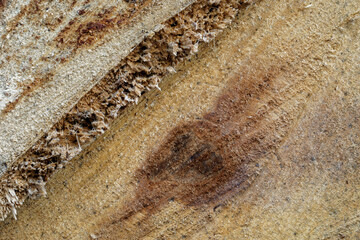 Close-up view of cut pine timber log background texture.