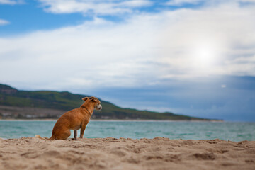 beautiful picture of a dog on the beach by the ocean