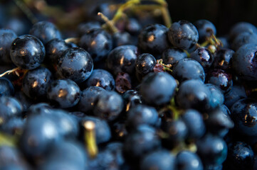 Bunch of red grapes, heroic viticulture, Ribeira Sacra, Galicia, Spain