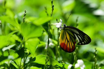 butterfly on a flower