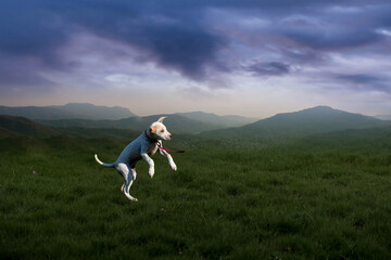 person jumping in the field