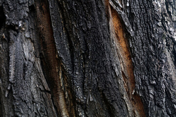 The bark texture of the old Sophora tree
