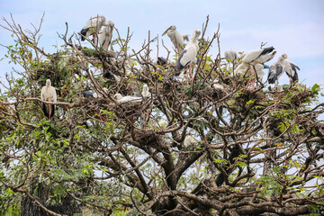 painted stork (mycteria leucocephala) A birds perched on the trees