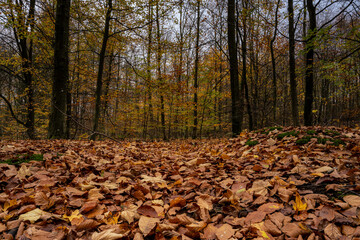 A European Beech forest in autumn colours. Picture from Scania county, southern Sweden
