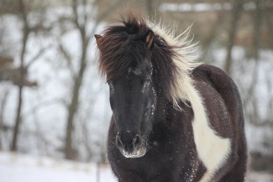 Islandpferd im Schnee