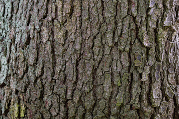 bark texture of tree