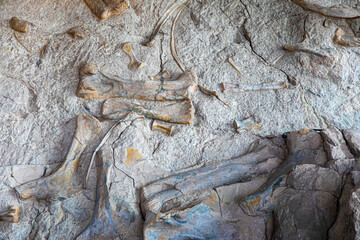 Petrified dinosaur bones in the Dinosaur National Monument, Utah, USA.