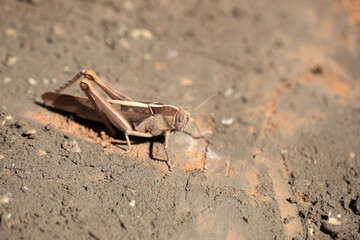 nature macro photography - horizontal closeup of a huge brown and beige insect, seen from a side, sitting on a sand, outdoors on a sunny day in the Gambia, Africa