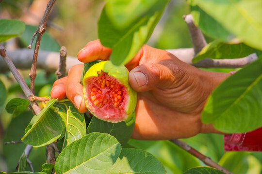 guayaba en la huerta 