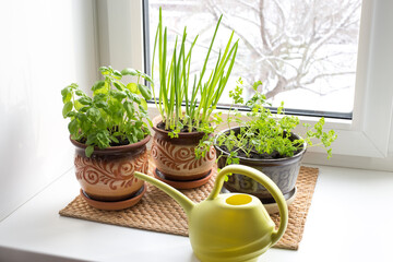 Growing vegetables on the windowsill, home gardening. Green Basil, onion and parsley leaves. Aromatic herbs.