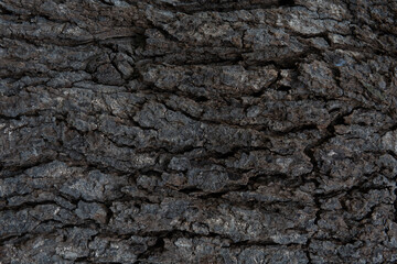 wood bark texture background