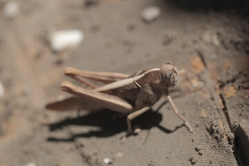 nature macro photography - horizontal closeup of a huge brown and beige insect, seen from a side, sitting on a sand, outdoors on a sunny day in the Gambia, Africa