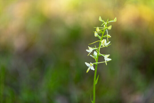 Platanthera bifolia also known as lesser butterfly-orchid