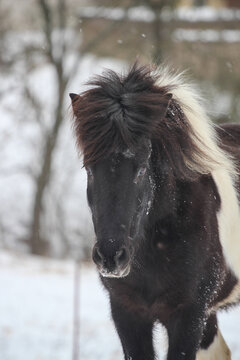 Islandpferd im Schnee