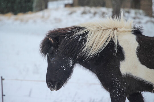 Islandpferd im Schnee