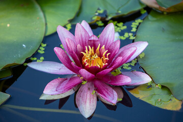 A pink water lily also known as Nymphaeaceae with a yellow center amongst huge green leaves in water