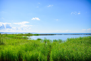  High thickets of green reeds by the river against the blue sky. Swampy, impenetrable thickets. Natural background.