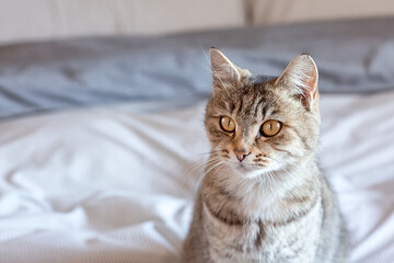 Fototapeta na wymiar Portrait of a cute gray tabby cat. World Pet Day. World Cat Day