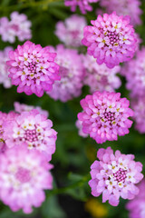Obraz premium Mexican ageratum with green leaves