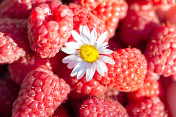 background from berries of a raspberry