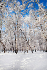 Winter Forest Landscape