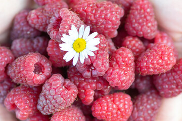 background from berries of a raspberry