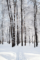 Fototapeta premium Winter Forest Landscape