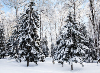 Winter Forest Landscape