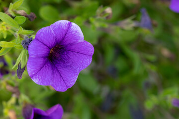 A purple Petunia with greens in the background