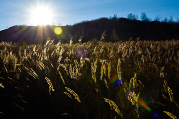 A field and dry grass in the sunlight.