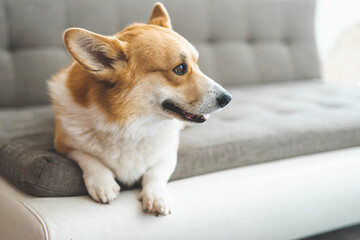 portrait of a dog Welsh Corgi 