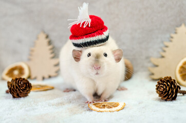 White rat in christmas red hat with trees, orange slices, cones on white background, healthy food and nutrition concept