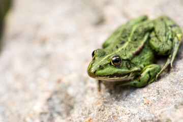 Lithobates clamitans, green frog enjoying life on a rock