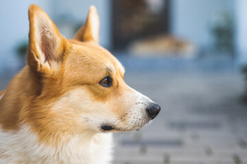 portrait of a dog Welsh Corgi 