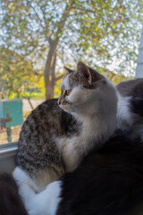 cat looking out the window
