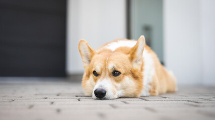 portrait of a dog Welsh Corgi  sleeping