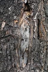 The bark texture of the old Sophora tree