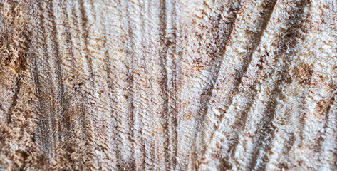 Saw cut of a tree, macro shot. Can be used as a background.