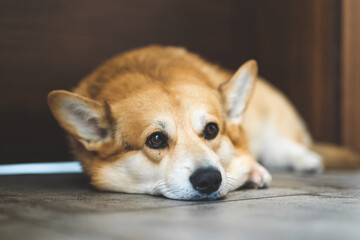 portrait of a dog Welsh Corgi sleeping