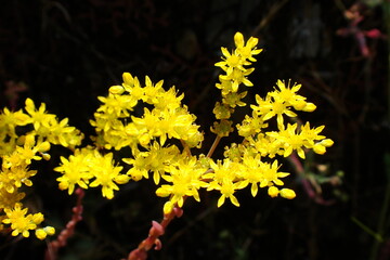 Pale Stonecrop (Petrosedum sediforme)