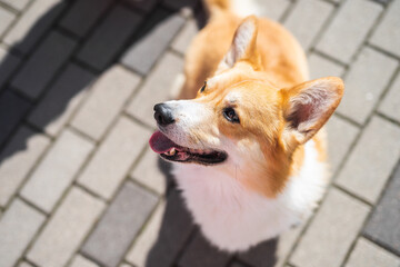 portrait of a dog Welsh Corgi